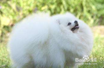 博美犬打喷嚏怎么办 建议让狗狗多喝水多休息