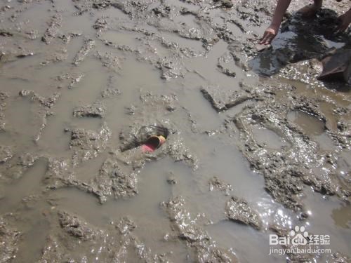 海边挖蚶子有什么技巧