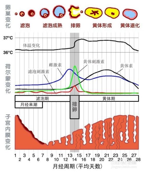 为什么有些女性在更年期前体重增加 百度经验