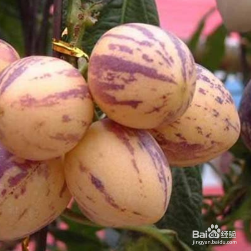 人参果怎么种植？