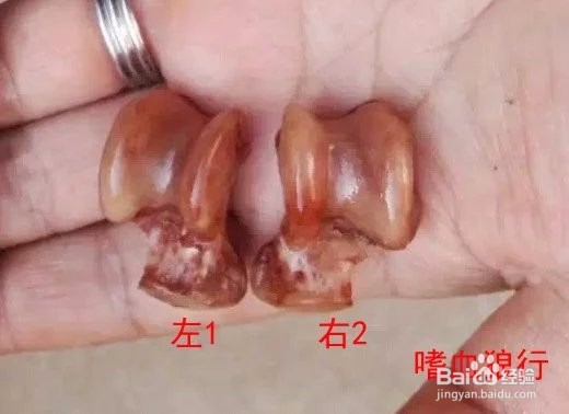 狼掌骨简析与狼髀石如何辨别左右