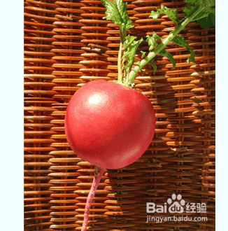 痛风食疗最佳选择-东北雌性红萝卜