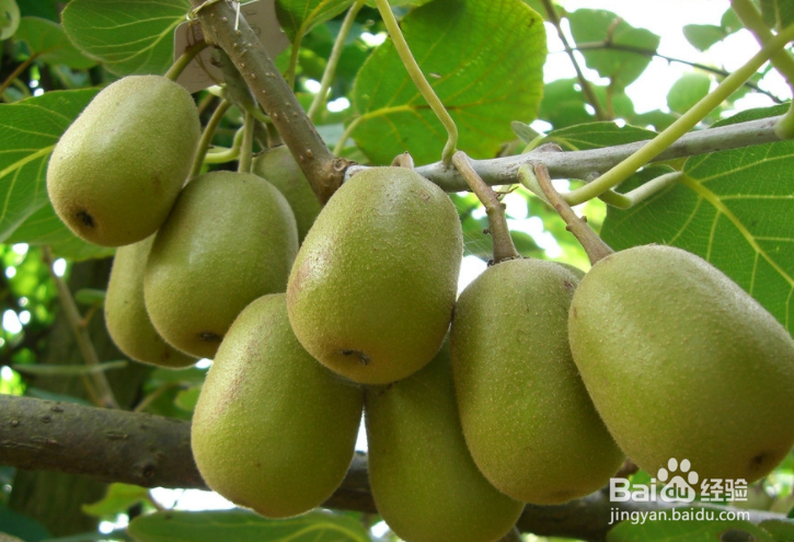 猕猴桃护肤小妙招！