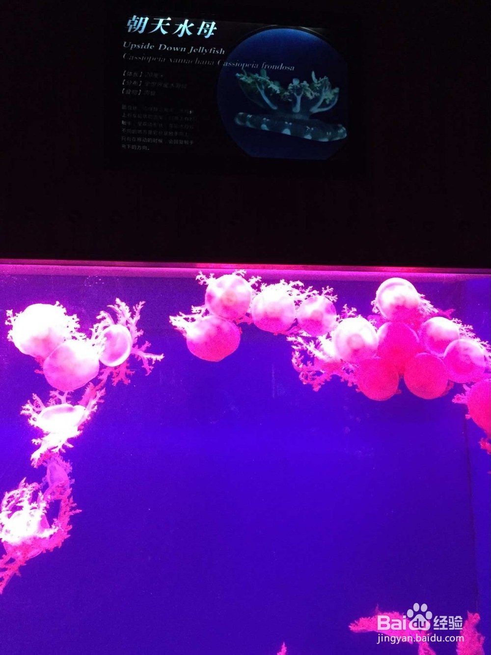 玩遍东湖海洋世界
