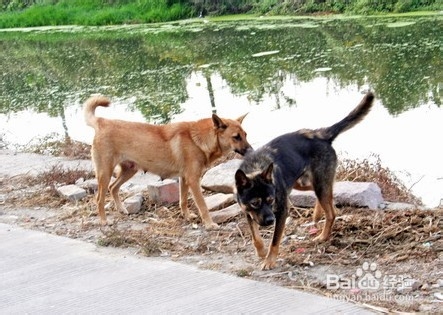 如何避免恶狗伤人，保障出行安全