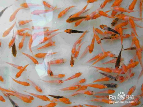 刚孵化的小金鱼怎么喂养 百度经验