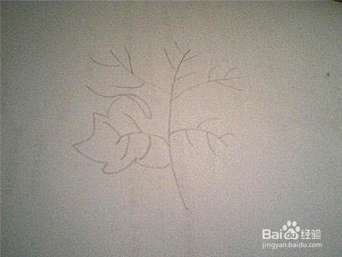 简笔画形状特殊的叶子这样画