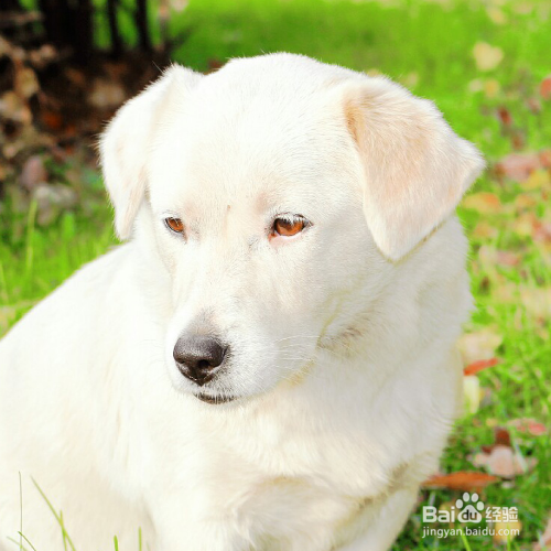 怎么给狗狗毛发护理?