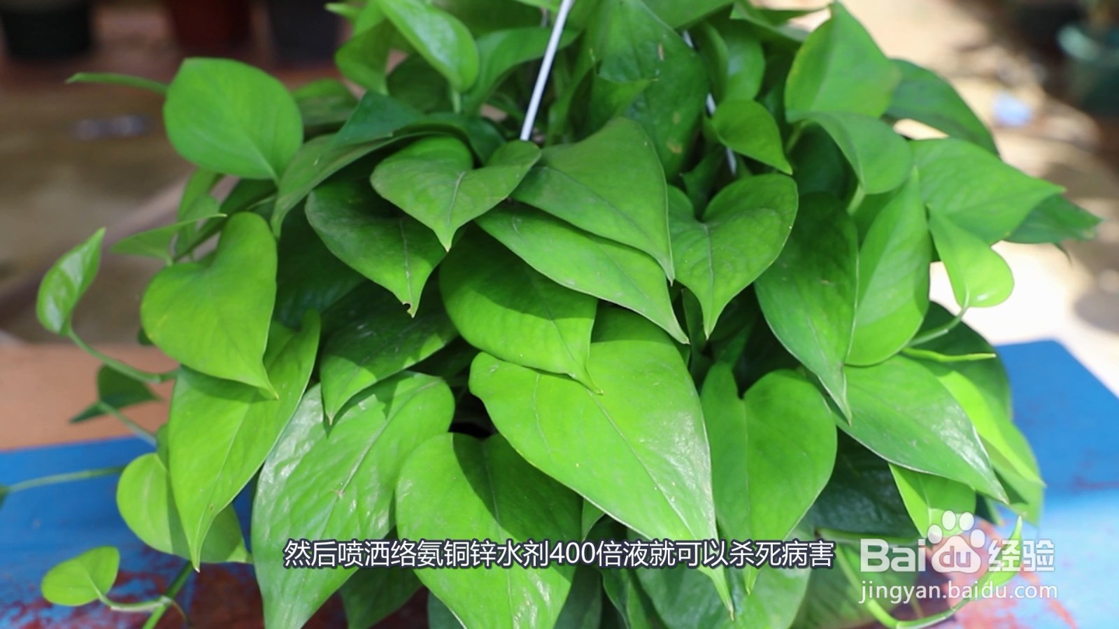 绿萝叶子有黑斑是什么原因怎么办