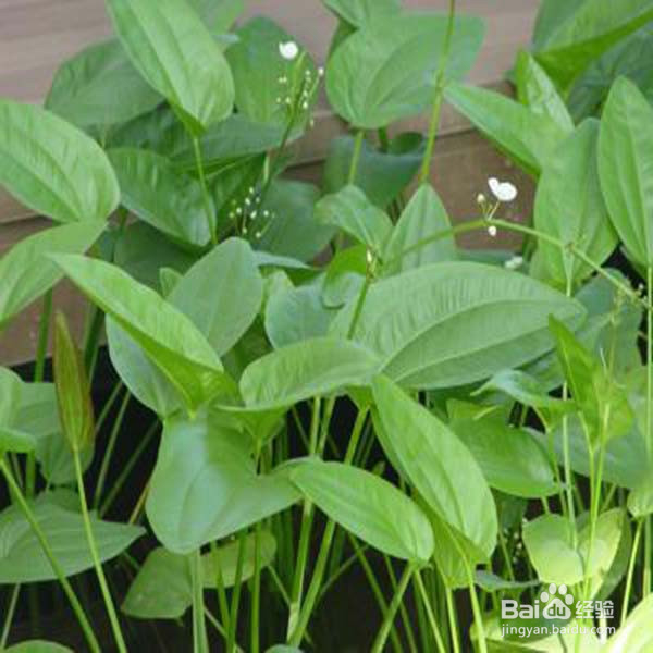 怎么快速去除甲醛？