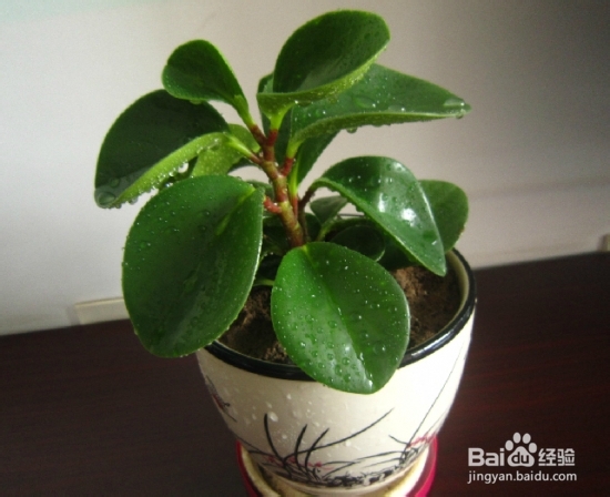 电脑宝贝的养殖方法和注意事项