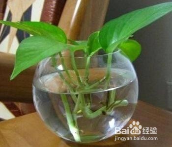 水培绿萝的栽培方法