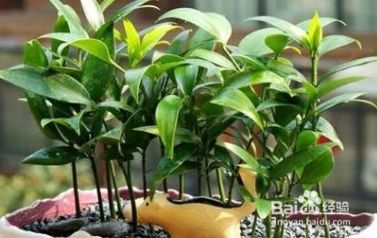 冬季养花要注意什么