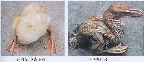 鸭浆膜炎怎么有效治疗