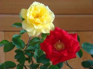 卧室内绝不能摆放的11种花