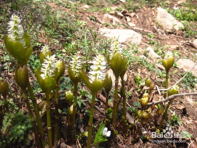 如何挑选大耳毛