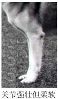 哈士奇的标准是什么