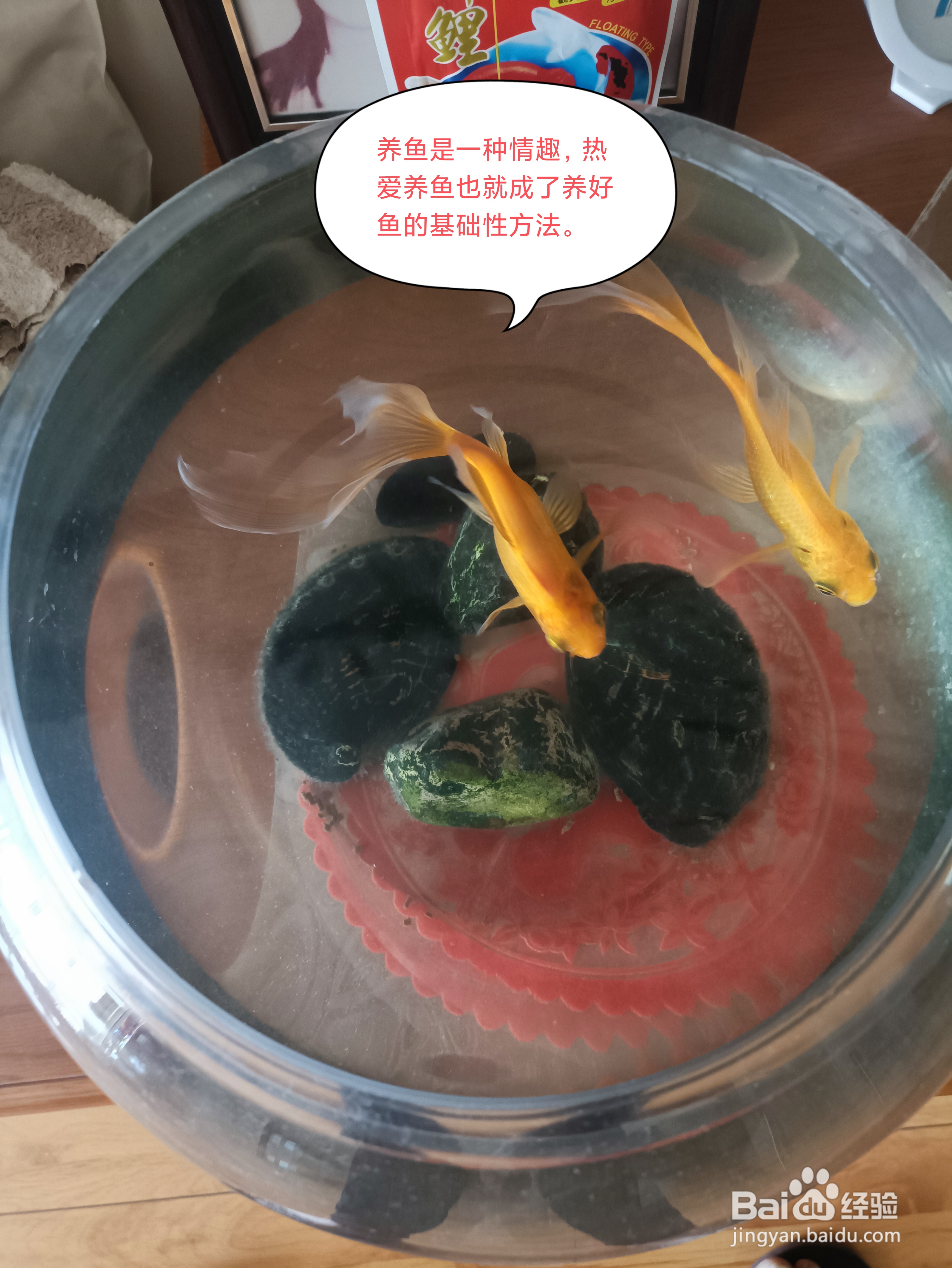 怎样养鱼好