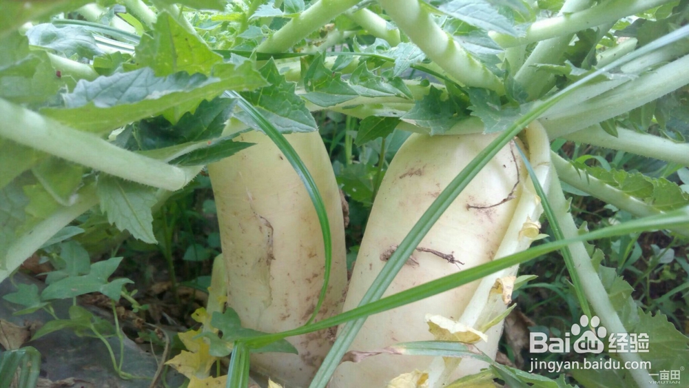 吃白萝卜可以减肥吗 冬季巧吃白萝卜减肥