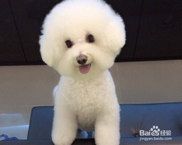 比熊泪痕严重怎么办