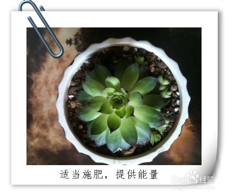 如何养好一盆多肉植物(新手入门)