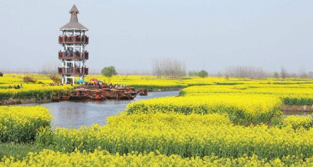 春季出游赏花路线成爆款 游客更关注性价比体验游