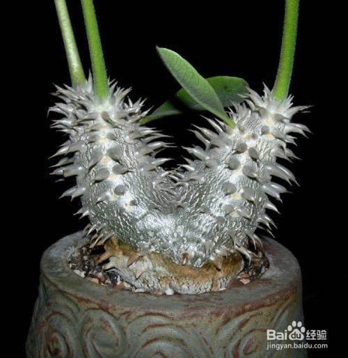 多肉植物惠比须笑怎么养