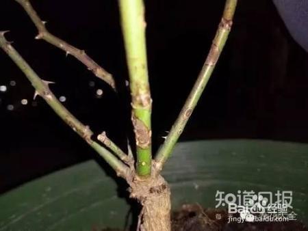 冬季养花7大法宝,小心你的花熬不到春天!