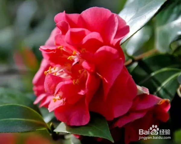 梅茶花怎么养殖