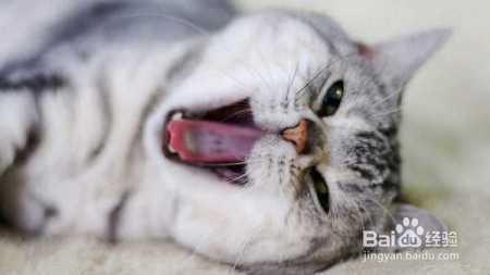 你知道猫咪打哈欠什么意思么？人家才不是困，它在说我是个好人！