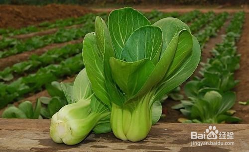 常吃这些食物能帮你降血脂