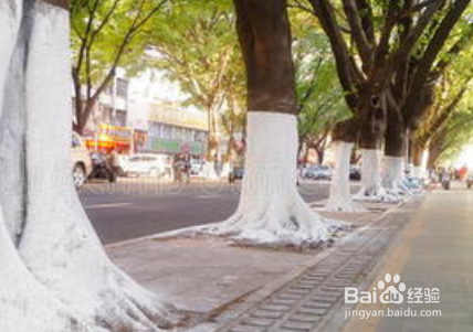 树根刷白灰起什么作用