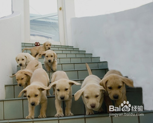 关于狗狗纯种和血统区别