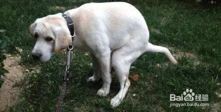 如何避免宠物(狗狗)成为小区的公敌?