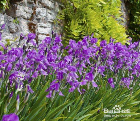 鸢尾怎样栽培和繁殖