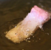 怎么做红烧鱼块