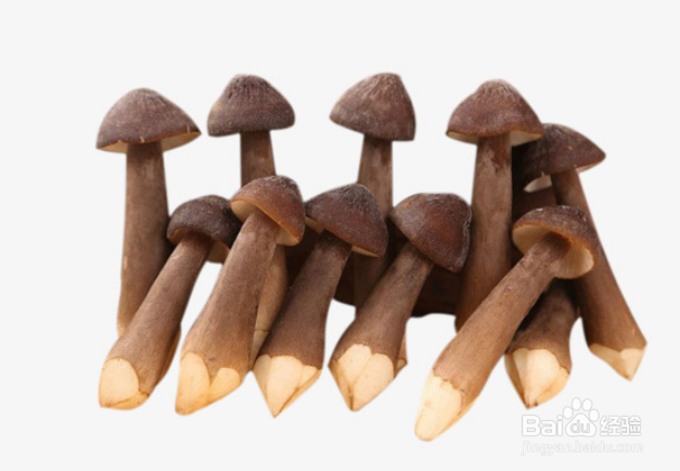 鸡枞菌怎么种植