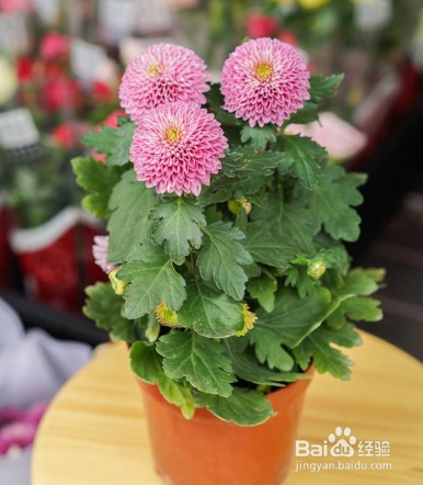 乒乓菊种子的种植方法