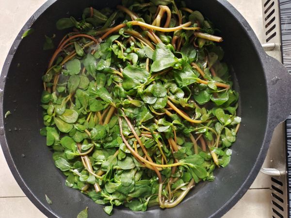 消暑热吃马齿苋肉包