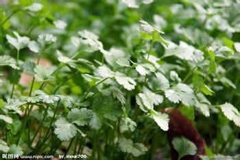 难吃更养生的八种食物