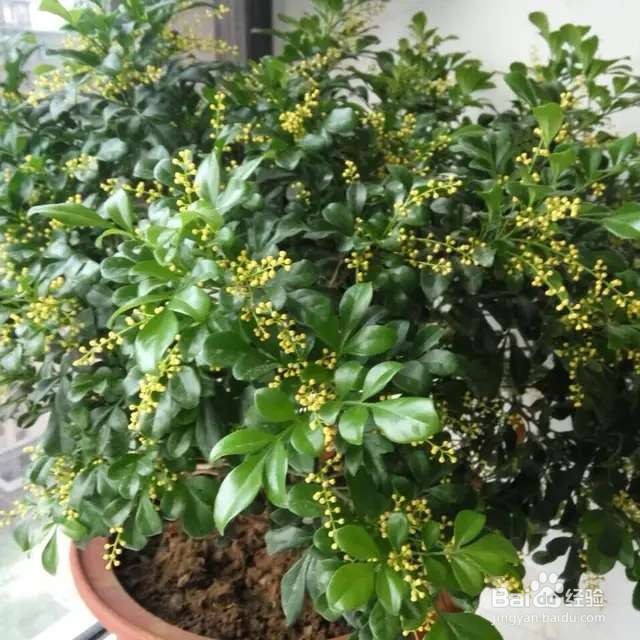 米兰浇点酸酸水，能开上千朵花，满屋子都是香味