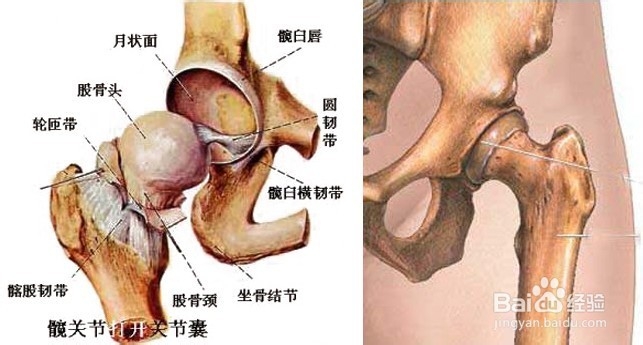股骨科坏死康复以后的恢复工作怎么做呢