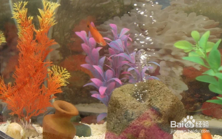 如何对你的鱼缸进行循环