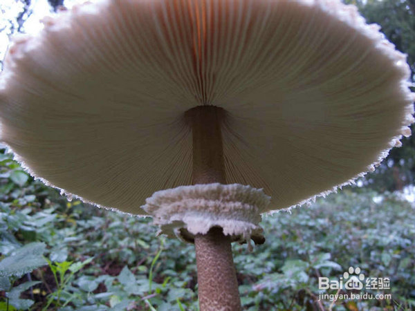 盘点全球最奇葩的十大节日