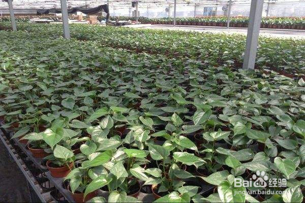 绿萝的养殖方法以及注意事项