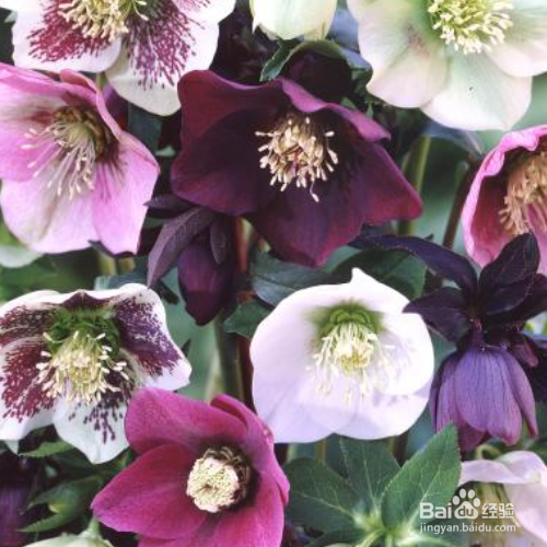 圣诞玫瑰该如何种植?