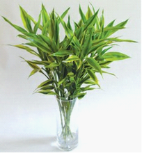 适合在屋内放置的十种植物