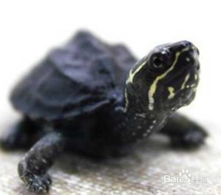 剃刀龟分辨公母图解