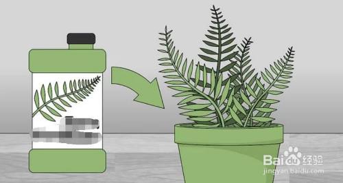 如何养护室内的蕨类盆栽 百度经验