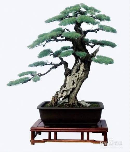 柽柳的养殖方法和注意事项